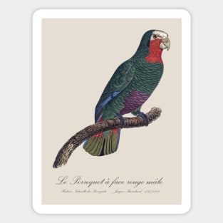 Cuban Amazon Parrot / Le Perroquet a Face Rouge Male - 19th century Jacques Barraband Illustration Magnet